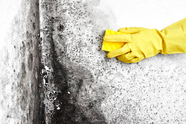 Best Mold Testing and Inspection Services in Bristow, OK