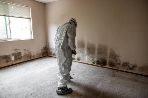 Best Mold Remediation for Specific Building Types in Bristow, OK
