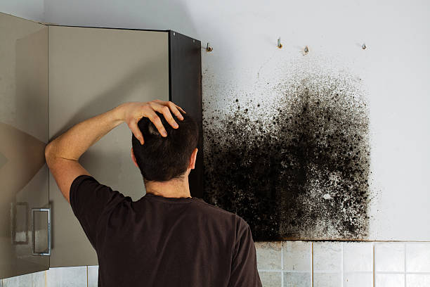 Best Insurance-Related Mold Remediation in Bristow, OK