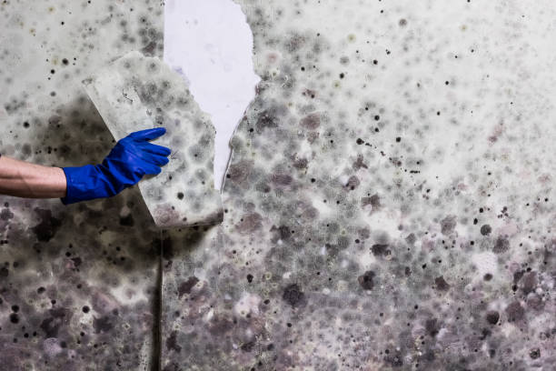 Reliable Bristow, OK Mold Remediation Solutions