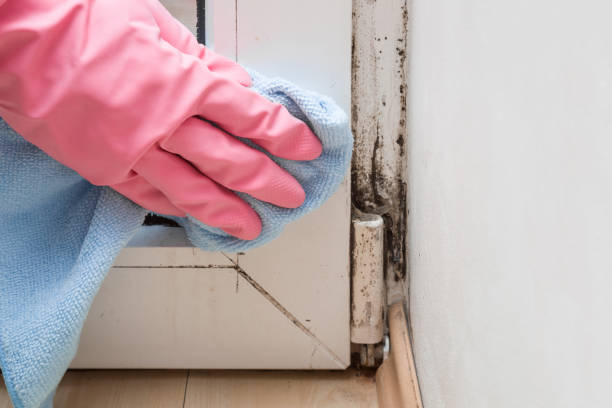 Best Residential Mold Remediation in Bristow, OK