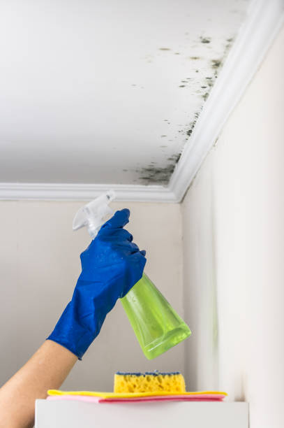 Best DIY Mold Remediation Support Services in Bristow, OK