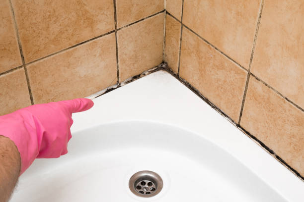 Best Basement Mold Remediation in Bristow, OK